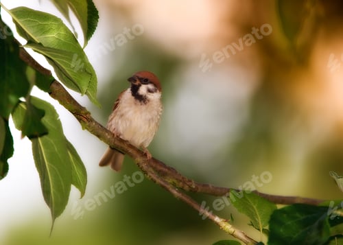 Preview: Bird, sparrow and outdoor on tree in woods for nature, wildlife and rest on branch in autumn