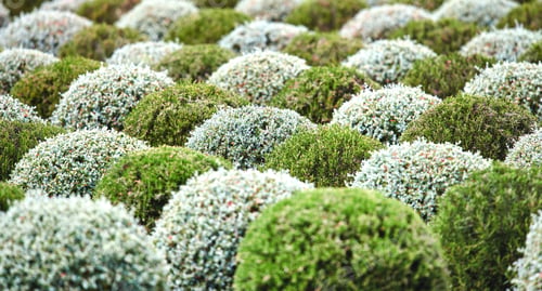 Preview: Flowers, shrub and landscaping in garden with growth, petal development and rosemary in countryside