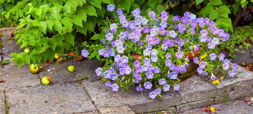Preview: Pot, plants and garden with flowers in backyard for growth, germination and springtime
