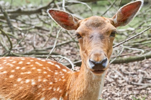 Preview: Portrait, deer and nature with animal outdoor for mammal wildlife, herbivore and natural habitat