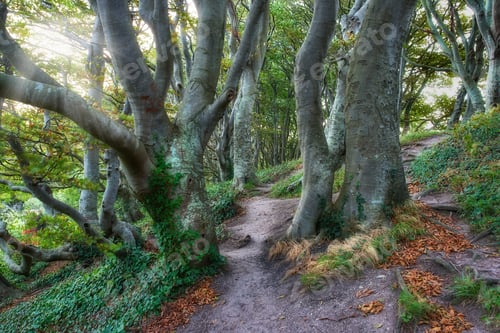Preview: Outdoor, trail and tree with woods for foliage, sustainable environment and woodland