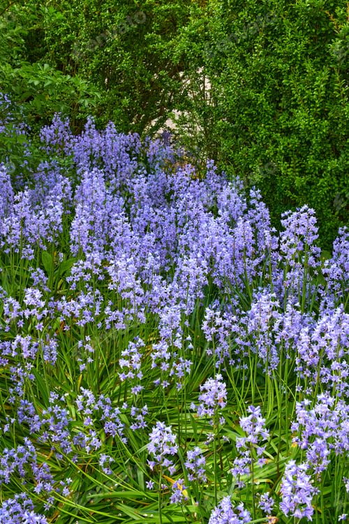 Preview: Nature, bluebell and flowers in garden for landscape beauty, blossom and botany in ecology