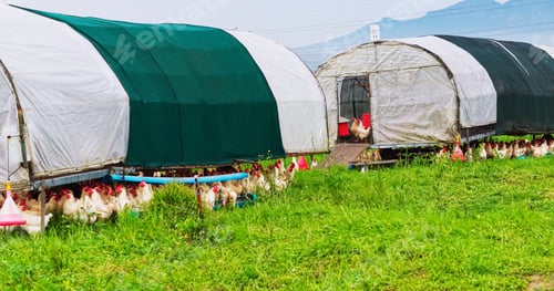 Preview: Agriculture, field and animals with chicken on farm for growth, environment and grass meadow