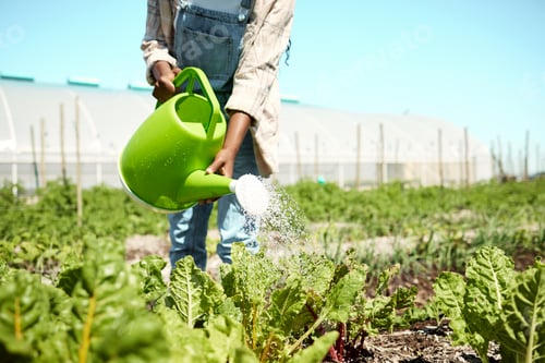Preview: Hands, farmer and water on plants for growth, environmental care or spinach hydration