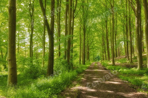 Preview: Nature, trees and dirt path in woods for hiking adventure, tourism and wilderness route