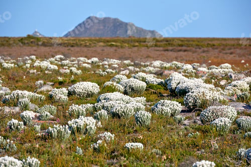 Preview: Landscape, wild flowers and field with growth in nature with mountains, sky and bush on horizon