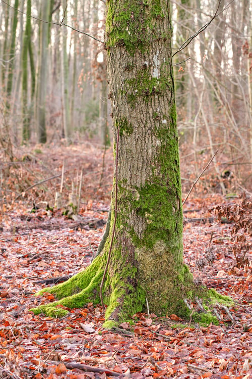 Preview: Autumn, leaves or tree trunk with moss in woods, transition season or symbiotic plant