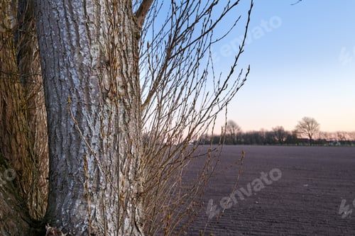 Preview: Outdoor, branches and sustainability of tree trunk in nature, autumn and environment in countryside