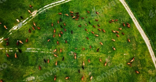 Preview: Landscape, arial and cattle on farm for agriculture, herd and livestock for sustainable dairy