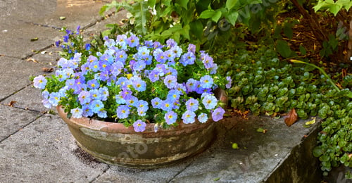 Preview: Flowers, pot or patio in home garden with spring aesthetic, sustainable environment