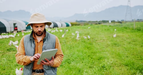 Preview: Agriculture, man and tablet on chicken farm for poultry inspection, animal health