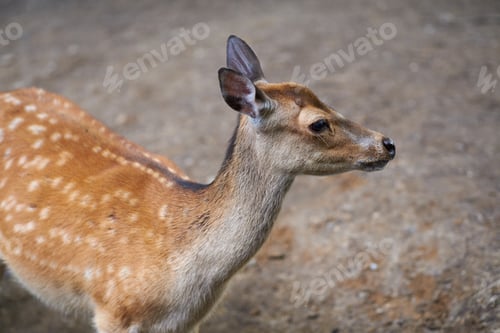 Preview: Closeup, deer and thinking mammal in nature for wildlife animals, herbivore and natural habitat
