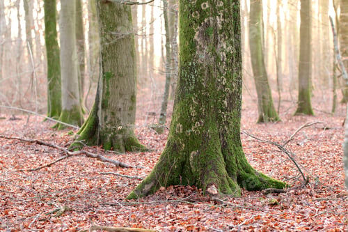 Preview: Autumn, branches or tree trunk with moss in woods, transition season or symbiotic plant