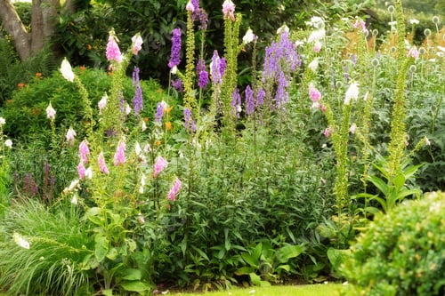 Preview: Garden, landscape and environment with flowers in nature for botany, spring season