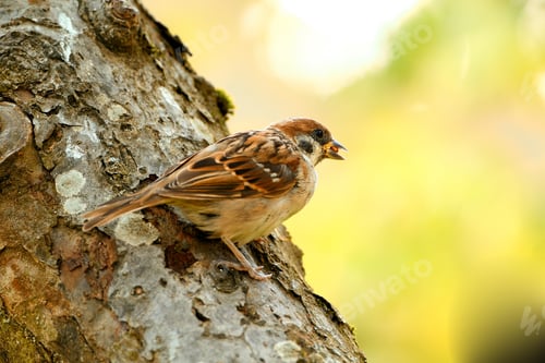 Preview: Green, environment and nature with bird on branch of tree for conservation