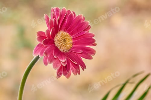 Preview: Nature, petals or pink flower with spring blossom for biodiversity, bloom season or ecosystem