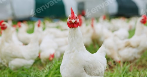 Preview: Countryside, portrait of chicken on farm for agriculture, meat production and free range egg ranch