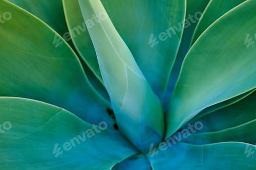 Preview: Agave, environment and growth with closeup of leaves for sustainability