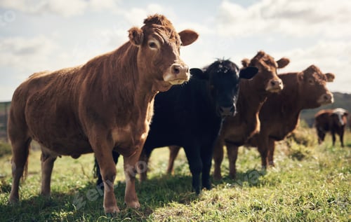 Preview: Agriculture, grass or cow in field with herd, conservation or sustainable farming in dairy business