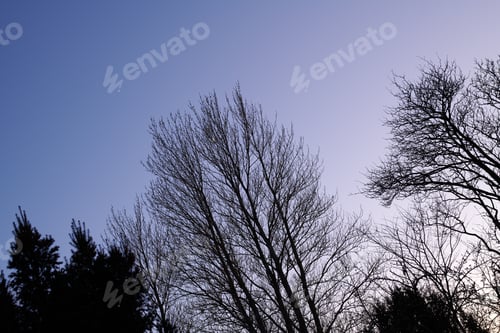 Preview: Outdoor, morning and sustainability of trees in woods, color change and shed in natural environment