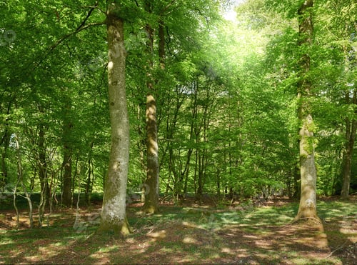 Preview: Ecology, nature and spring with trees in forest, greenery and wilderness reserve for conservation