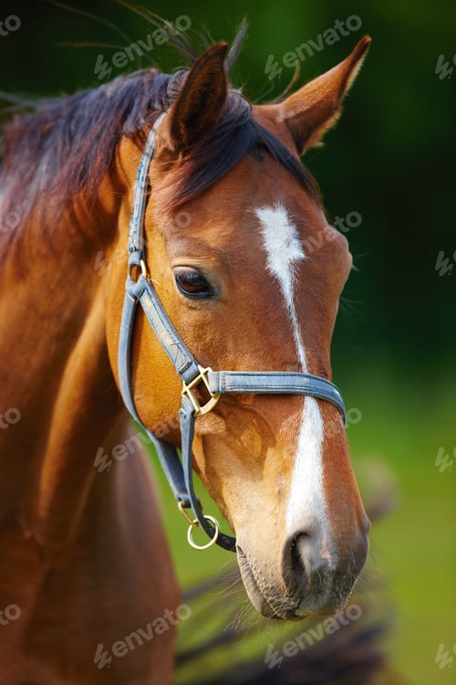 Preview: Agriculture, portrait or horse on farm with calm, equestrian or warmblood in livestock management