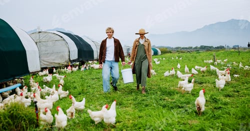 Preview: Chicken, food and walking with people on farm together for agriculture or green sustainability