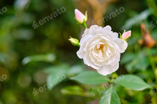 Preview: Garden, flowers and iceberg rose in nature with texture, botany or sustainability outdoor