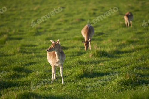 Preview: Nature, animals and deers in field by grass for grazing, eating or wildlife diet in countryside