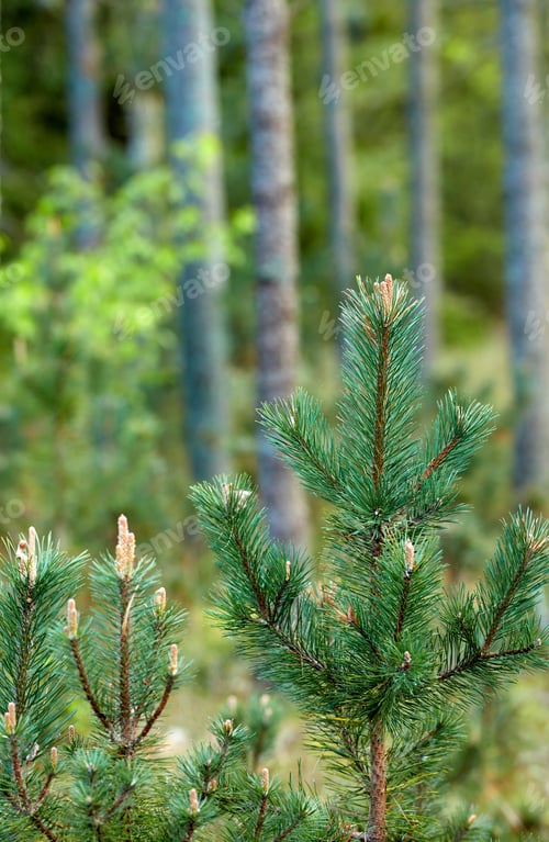 Preview: Outdoor, pine and tree with woods for foliage, sustainable environment and woodland