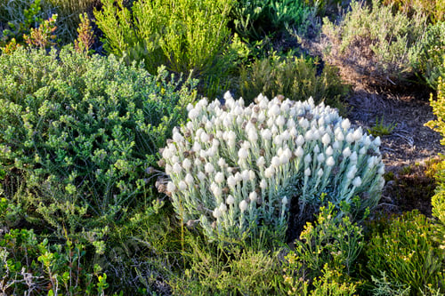 Preview: Flower, nature and plants with floral bushes in wildlife for natural conservation or garden