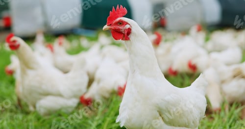 Preview: Countryside, chicken and animal on farm for agriculture, meat production and free range egg ranch