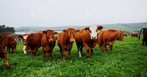Preview: Agriculture, portrait or cattle in field with grass, conservation or sustainable farming