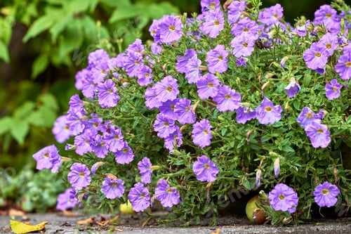 Preview: Garden, petunias and environment with flowers in nature for botany, spring season