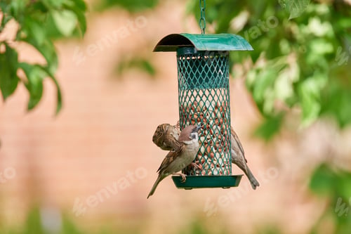 Preview: Garden, food and bird feeder for health, nutrition and sustainable growth with group in nature
