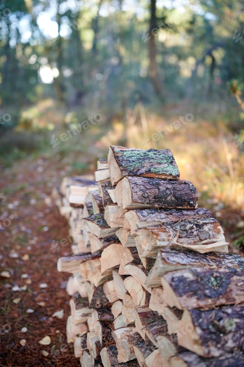 Preview: Nature, stack and wood outdoor in forest for earth conservation, ecosystem or sustainability