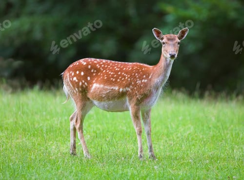 Preview: Outdoor, animal and deer in field by grass for grazing, eating or wildlife diet in countryside