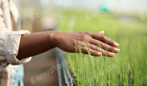 Preview: Agriculture, plants and hand with growth, inspection or quality control in organic greenhouse