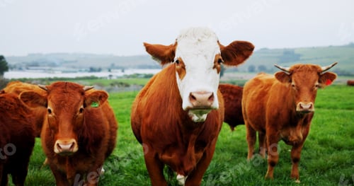 Preview: Agriculture, portrait or cow in field with nature, conservation or sustainable farming