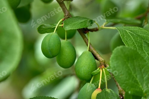 Preview: Plums, agriculture and sustainability on branch in nature, growth or food development