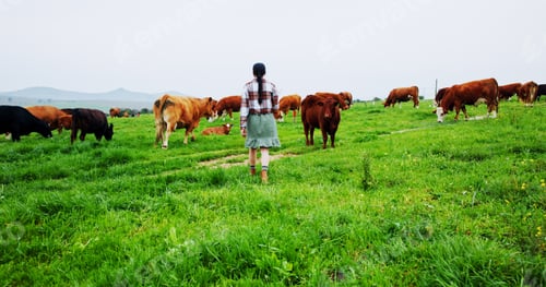 Preview: Back, woman or walking on farm with cows for livestock, meat production