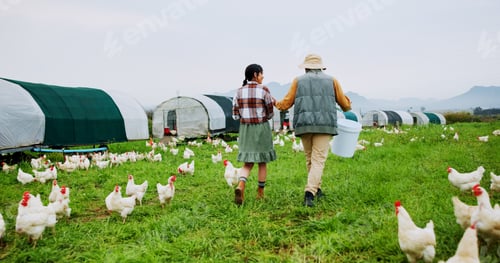 Preview: Chicken, collaboration and walking with people on farm together for agriculture or sustainability