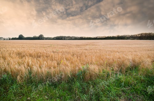 Preview: Grass, growth and landscape in nature, farm and sustainability in environment