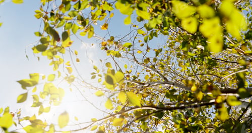 Preview: Sky, sunshine and tree with leaves in nature for sustainability, biodiversity
