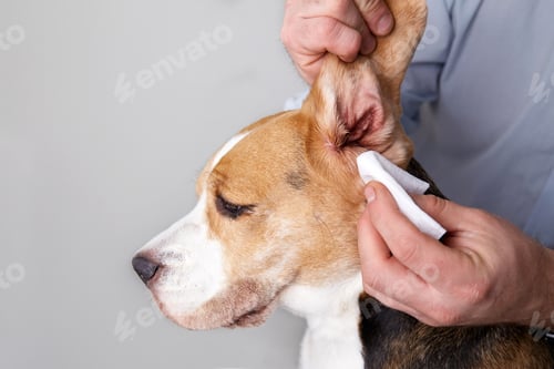 Preview: A person gently cleans the ear of a beagle using a cloth or cotton pad, showing careful hygiene and