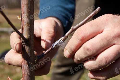 Preview: A gardener ties the graft site with tape. The branches of the scion and rootstock of a fruit tree.