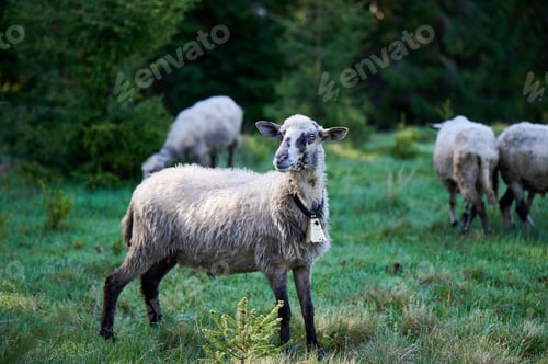 Preview: Sheep with bell stands on green mountain pasture near forest while flock grazes in background