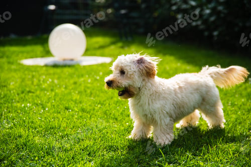Preview: Small Cream Maltipoo Dog Standing on Green Grass with a Tennis Ball in its Mouth in a Sunny Backyard