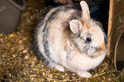 Preview: Close Up Portrait of a Cute Lionhead Rabbit Resting in its Hutch
