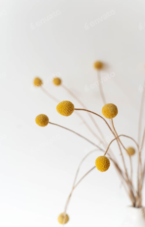 Preview: Close up of dried craspedia flowers with yellow round blooms on thin stems